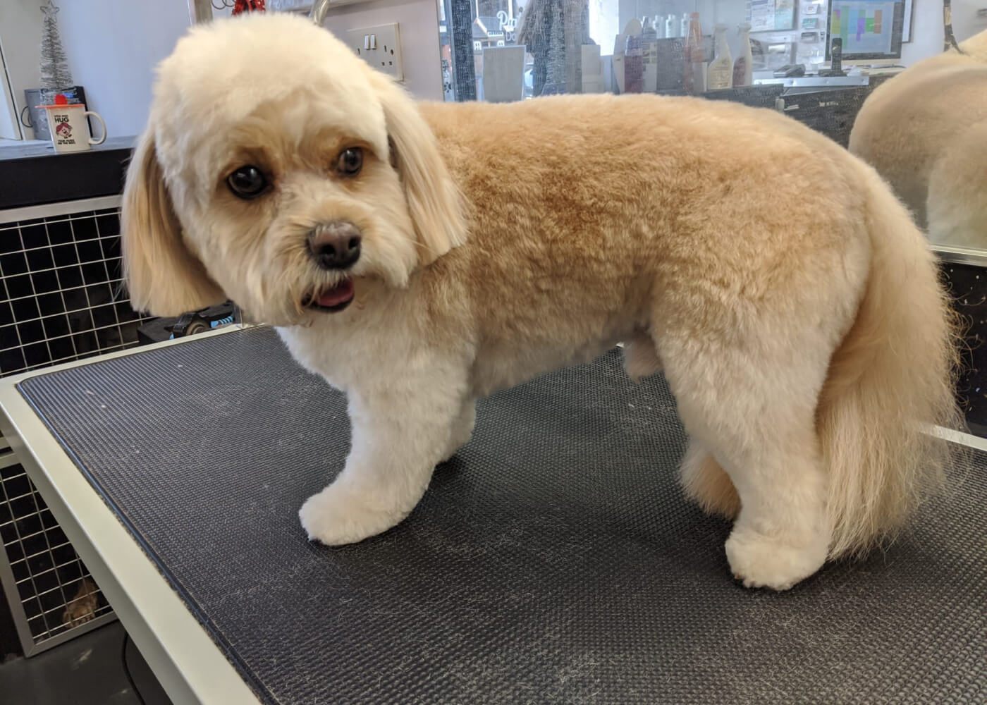 Prachtig verzorgde hond na trim bij Trimke Nijmegen