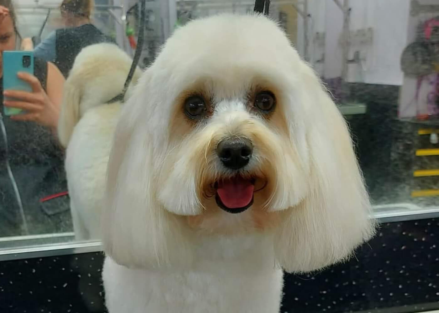 Getrimde hond bij trimsalon Trimke Nijmegen - resultaat hondentrimsalon